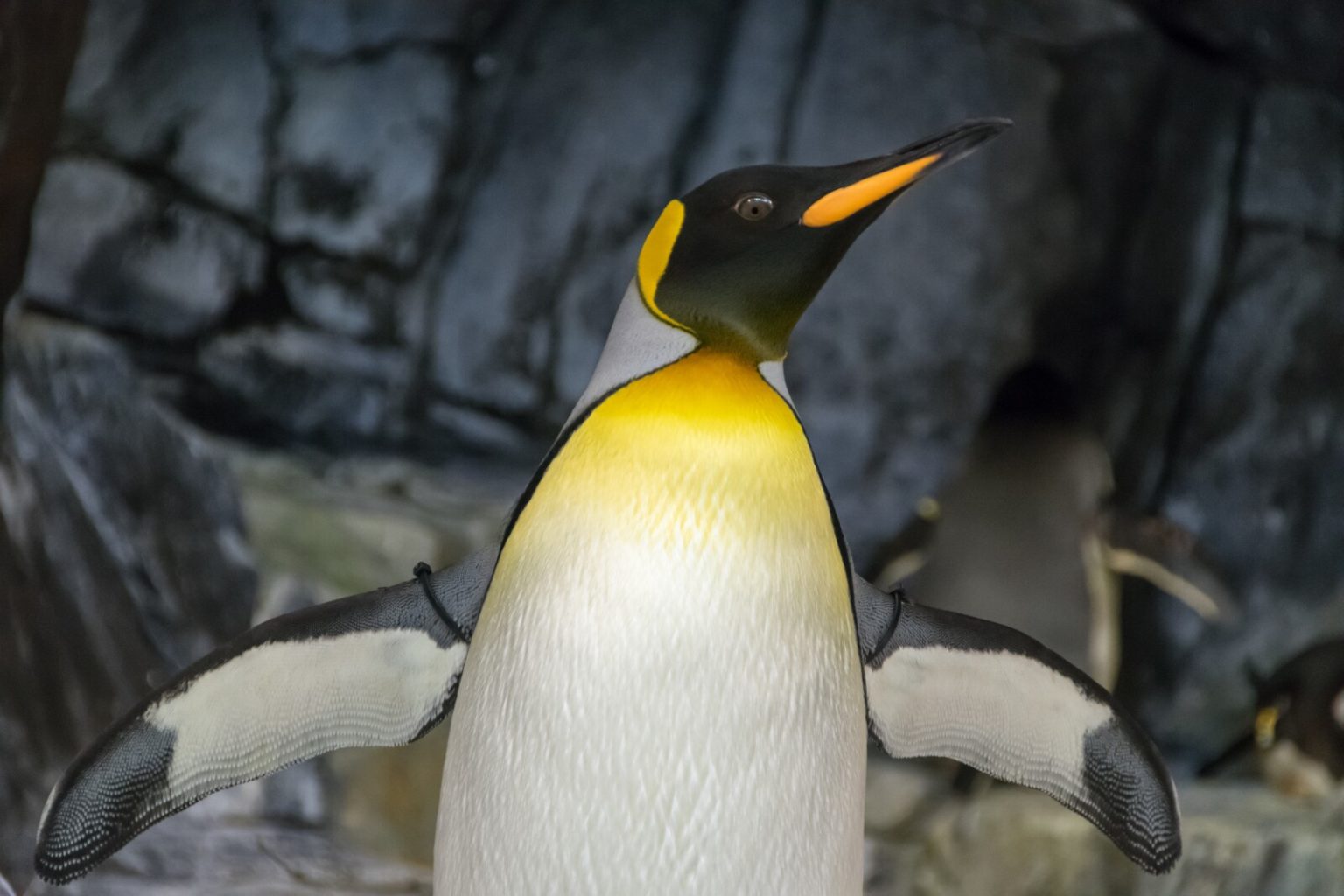 10 Penguin Adaptations (Evolutionary Secrets!) – Fauna Facts