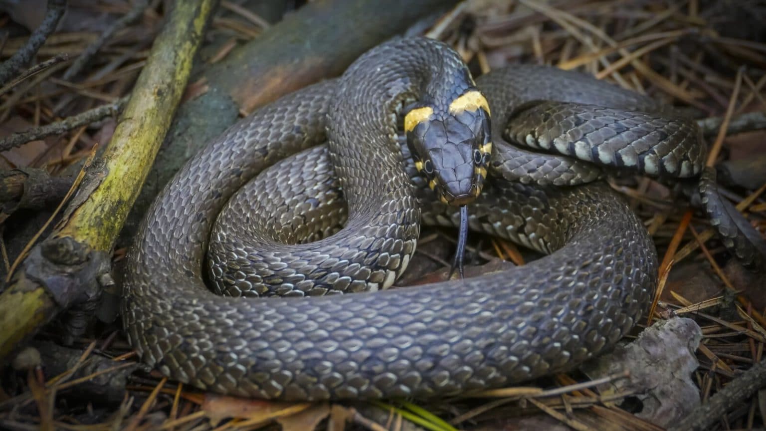 Does Pine Straw Attract Snakes? (And how to Keep them Out) Fauna Facts
