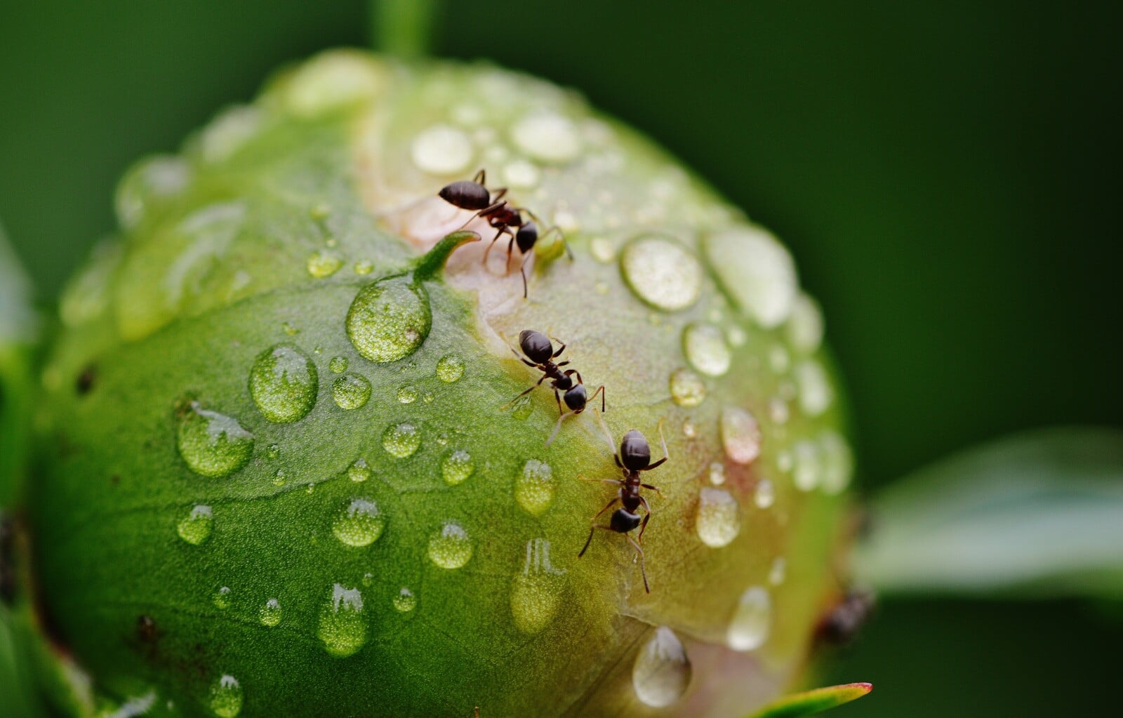 Do Ants Drown in Water? (Yes, but it takes a while…) Fauna Facts