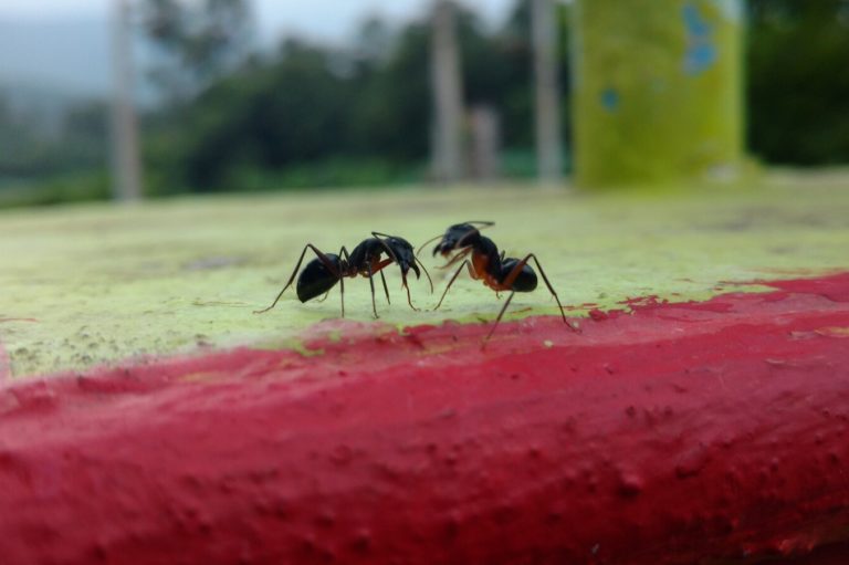 Spiritual Meaning of Ants in the House (Peace & Loss) Fauna Facts