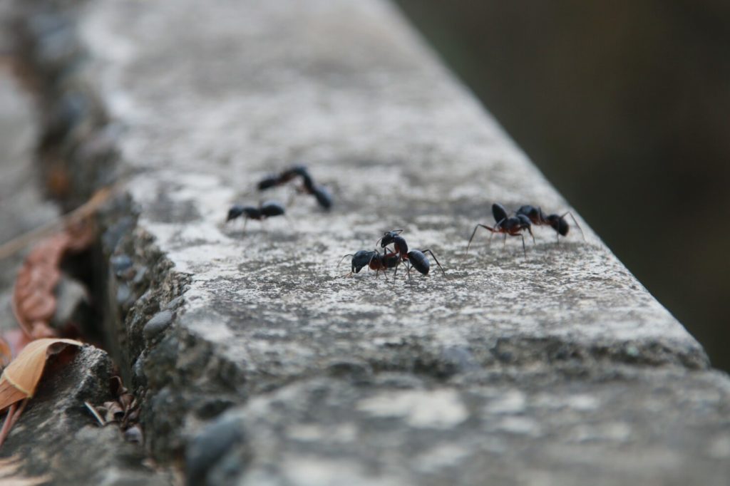Can Ants Die From Falling? Fauna Facts