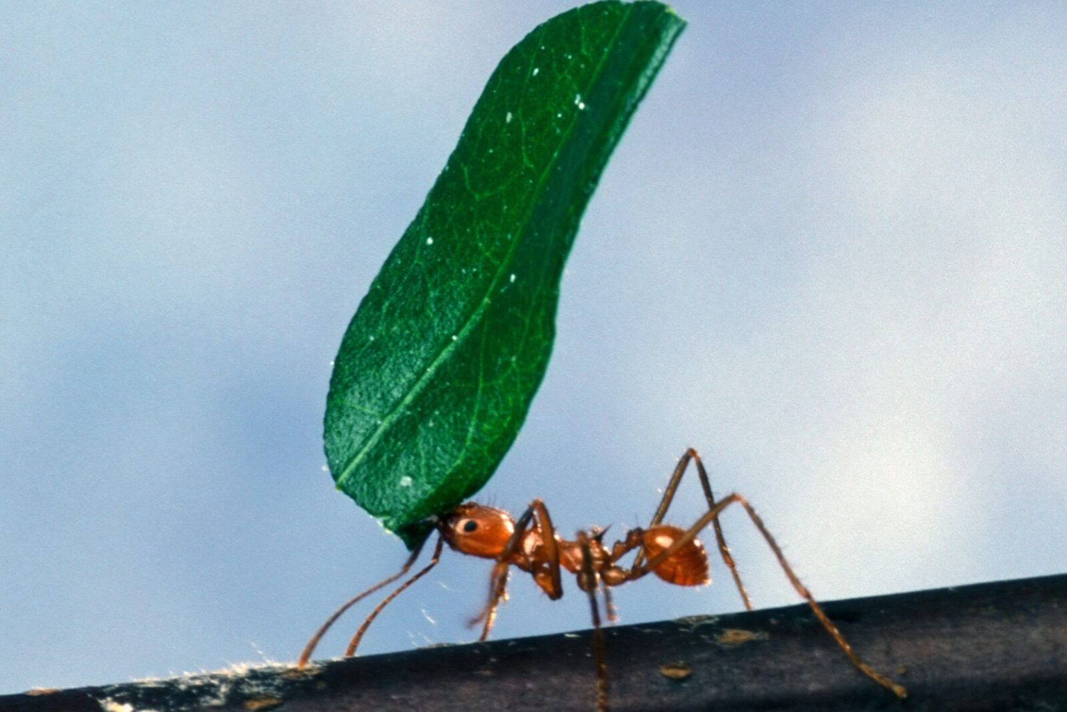 33 Animals that are Energetic (A to Z List with Pictures) Fauna Facts