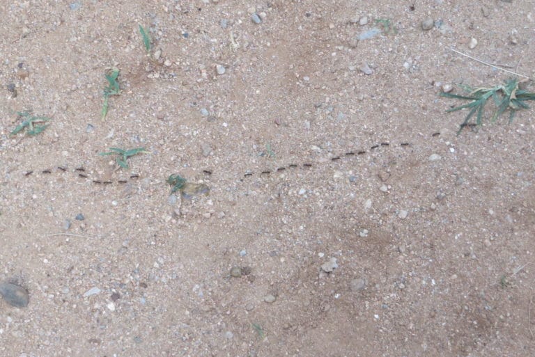 Does Windex Kill Ants? (It’s Not Super Effective) Fauna Facts