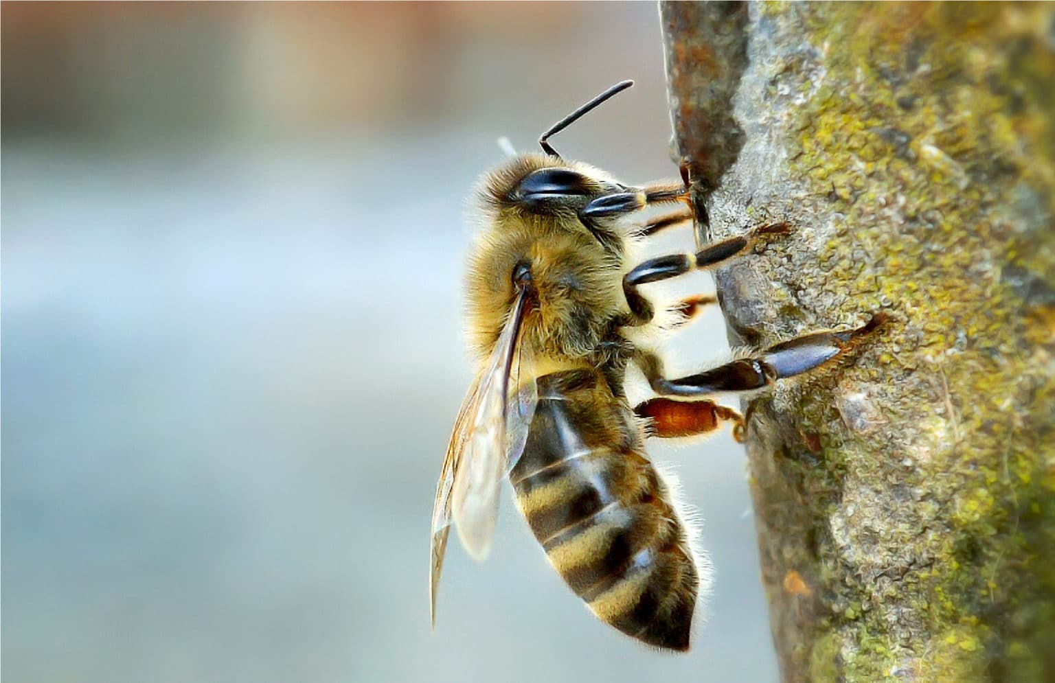 Spiritual Meaning of Bees in your House Fauna Facts