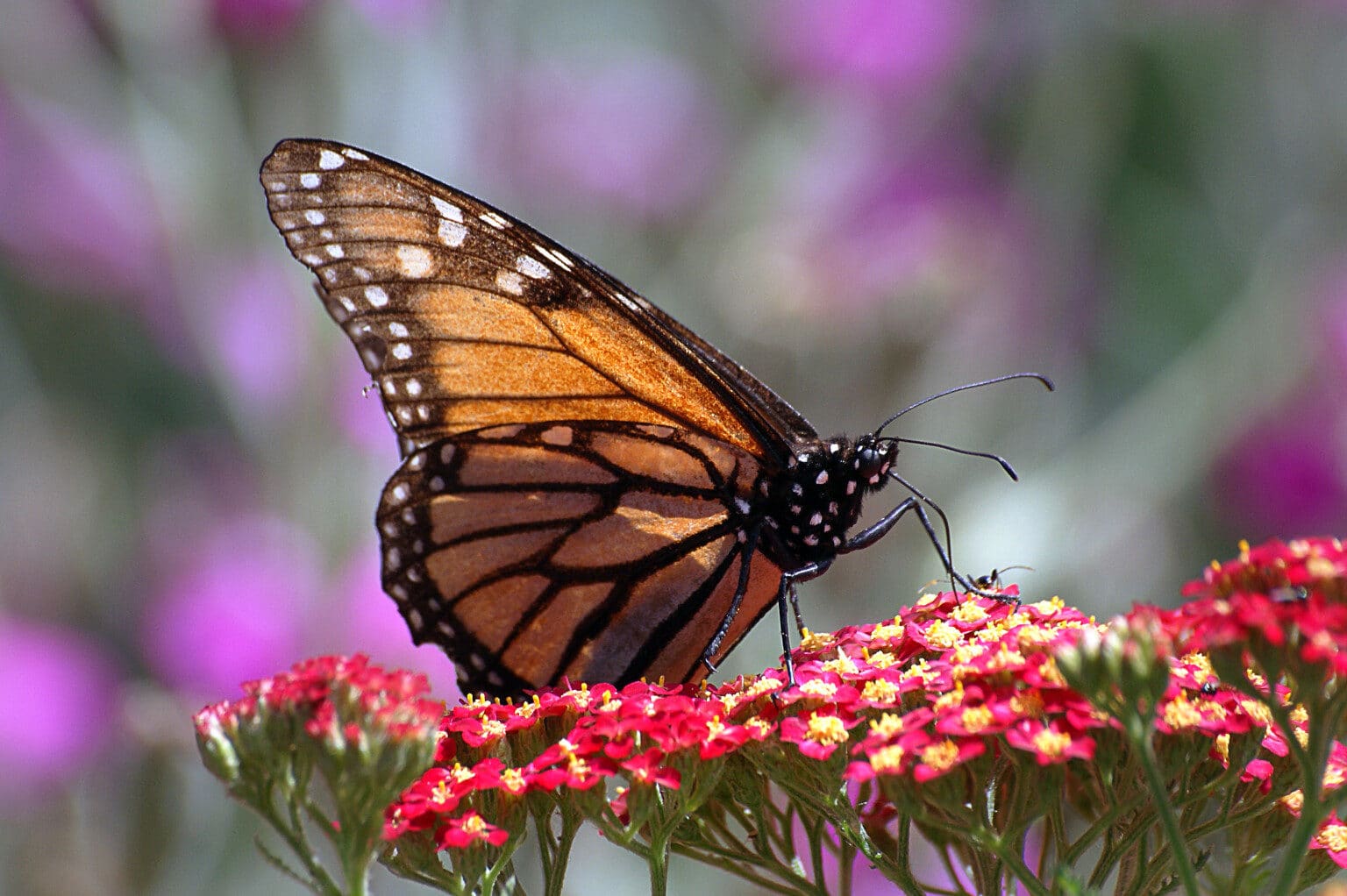 11 Butterfly Adaptations (Evolutionary Secrets!) Fauna Facts