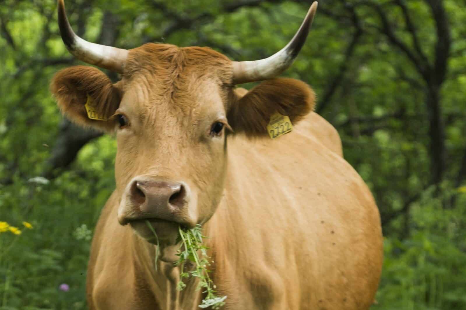 Best Grass for Cows To Eat? (4 Top Types) Fauna Facts