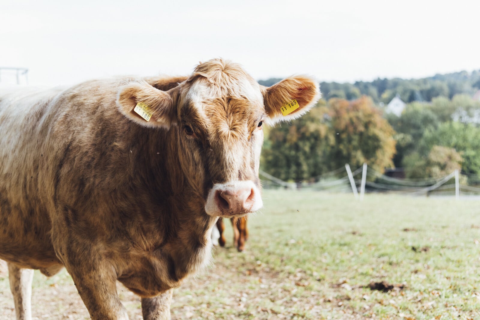 How Much Does A Cow Weigh? (Avg Weight by Age and Breed) Fauna Facts