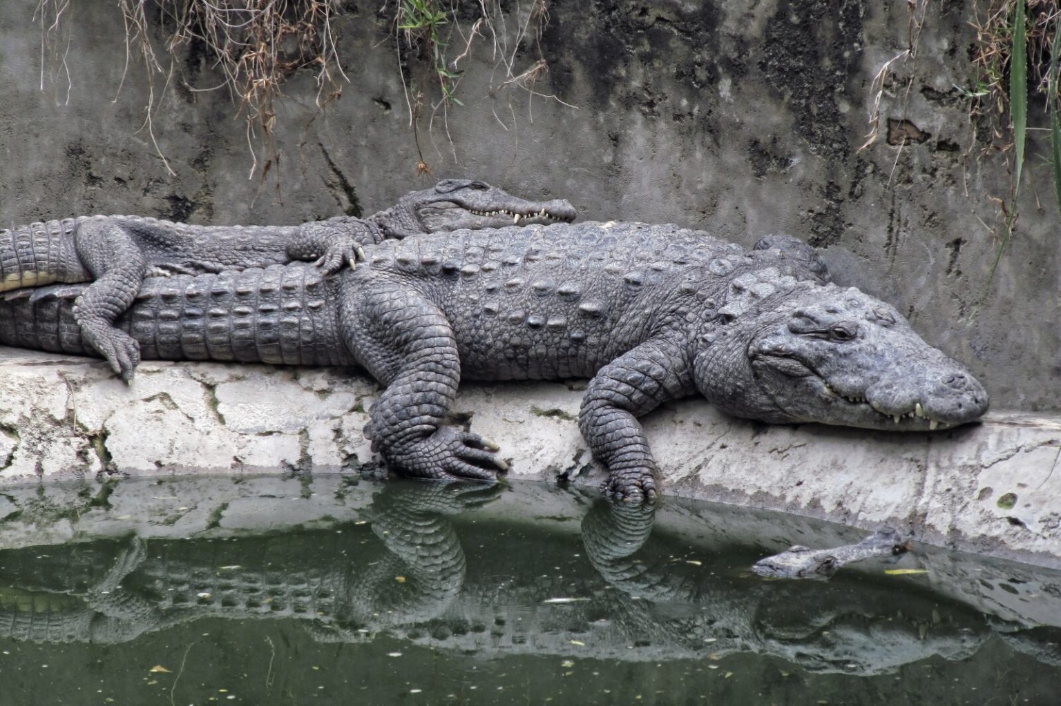 29 Animals With no Natural Predators (A to Z List +Pictures) Fauna Facts