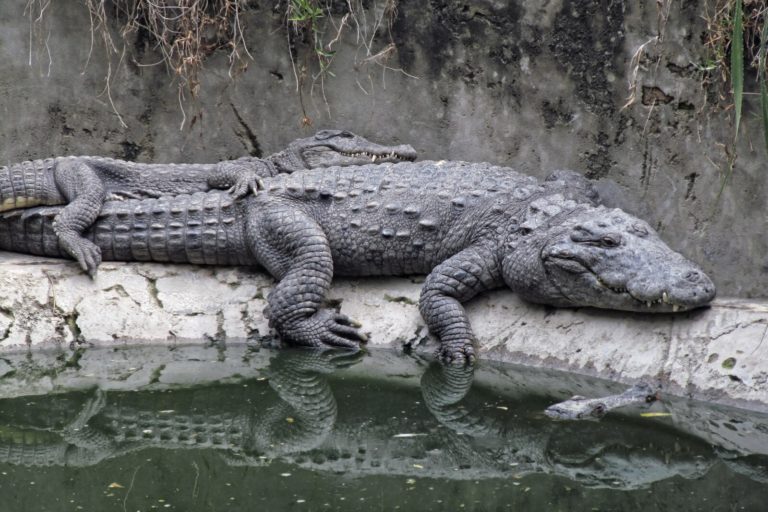 29 Animals With no Natural Predators (A to Z List +Pictures) Fauna Facts