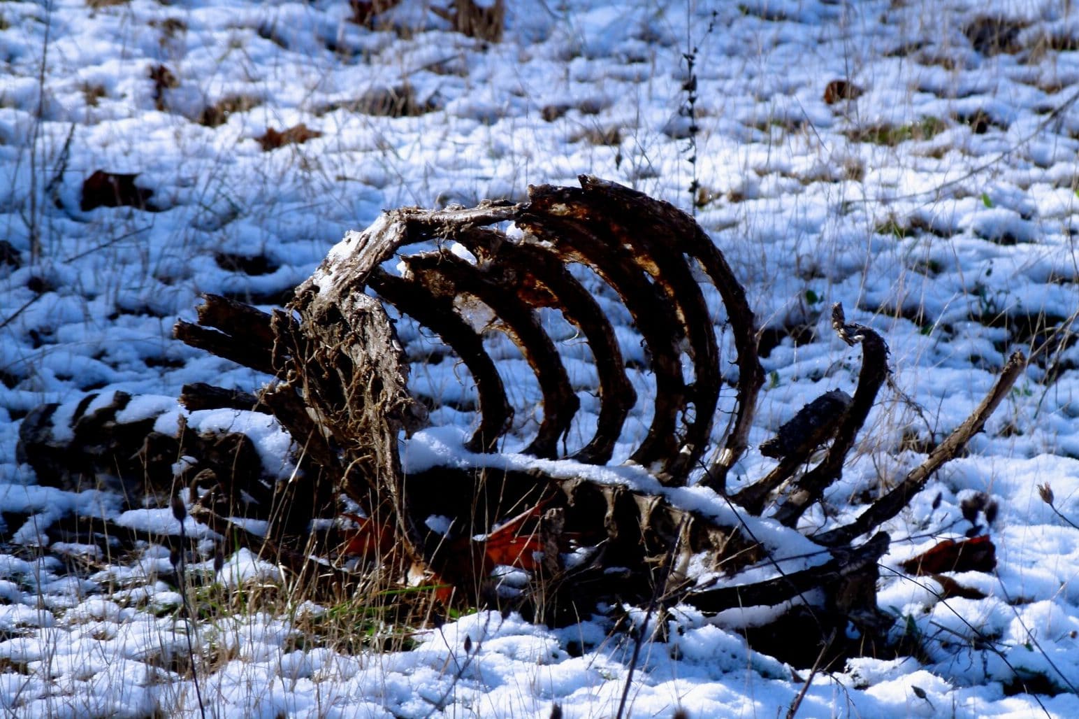 How Long Does It Take For A Deer to (5 Stages) Fauna Facts