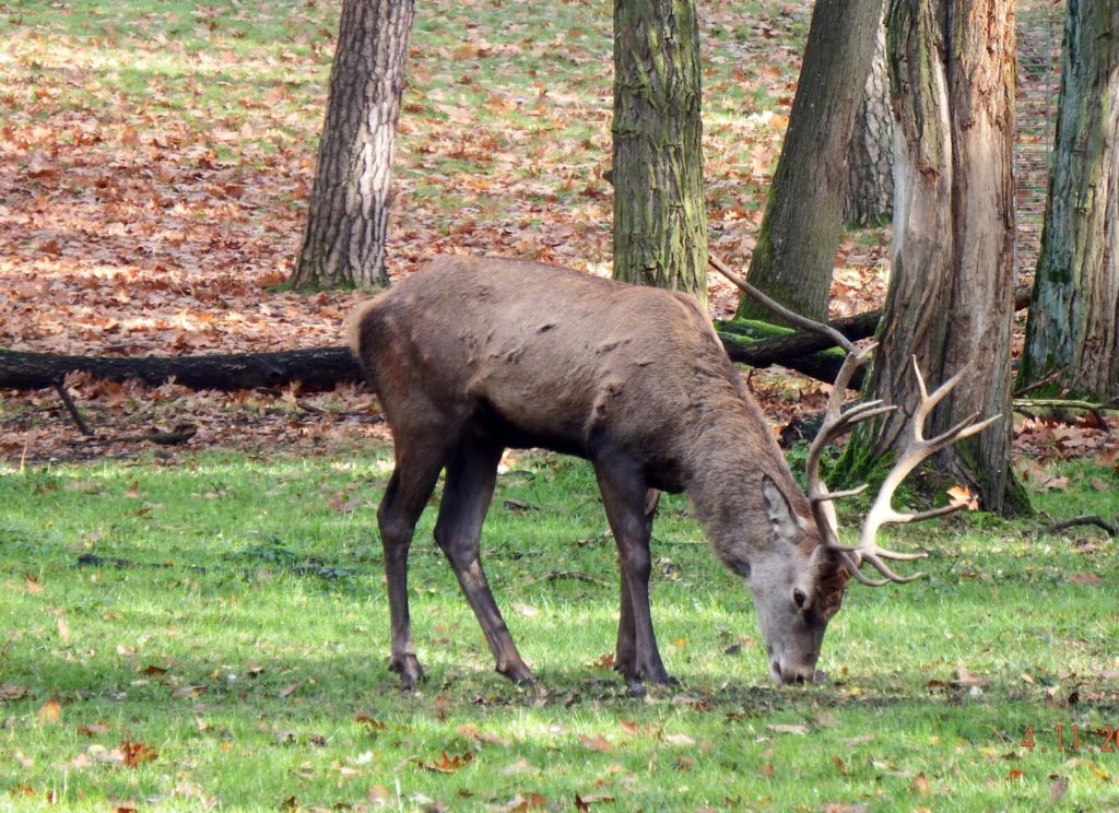  cerf mangeant de l'herbe