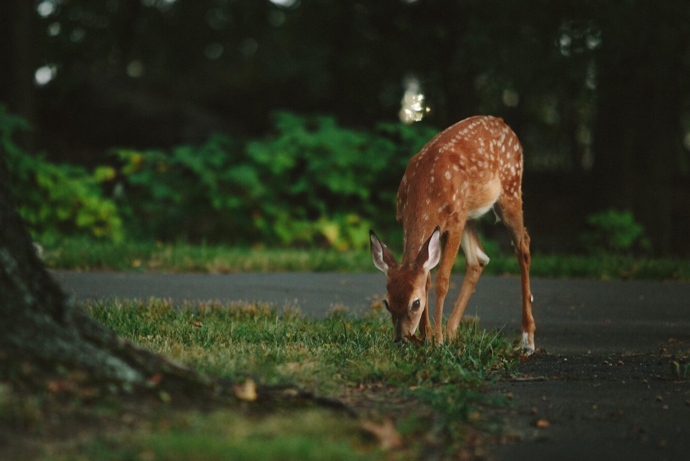 Why do Baby Deer Have Spots? (And for How Long) Fauna Facts