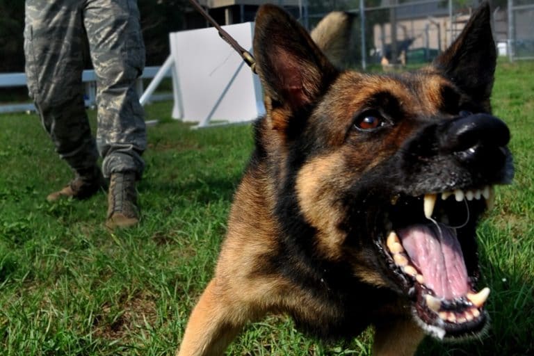 How Strong are Wolves? (Wolf Bite Force Explained) Fauna Facts