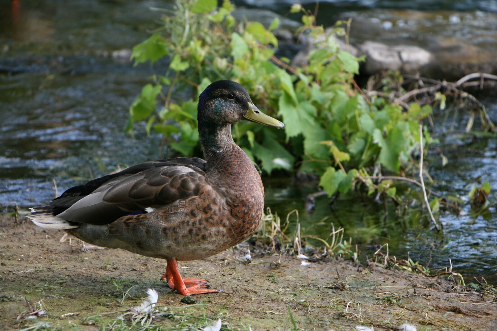 35 Birds with Webbed Feet (A to Z List with Pictures) – Fauna Facts