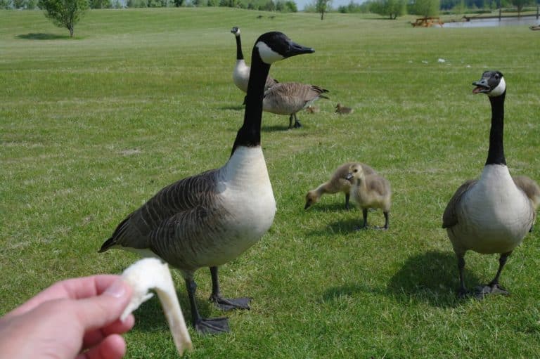 What To Feed Geese And Ducks At The Park? (Not Bread) Fauna Facts