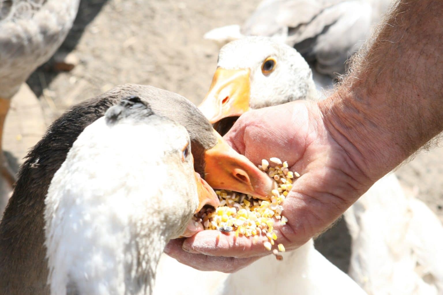 What To Feed Geese And Ducks At The Park? (Not Bread) Fauna Facts