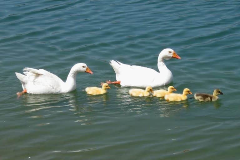 Do Geese Mate for Life? (Nature’s Love Story) Fauna Facts