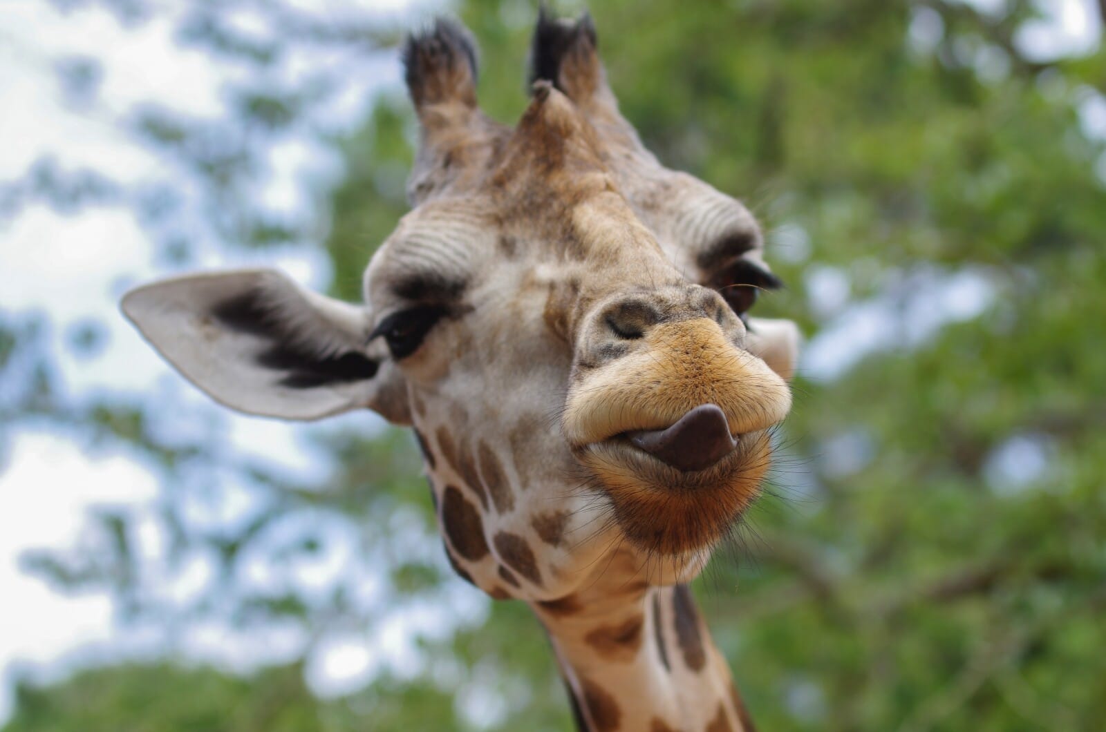 About – Fauna Facts