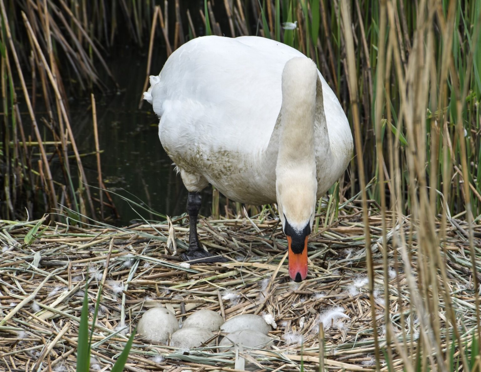 When Do Goose Eggs Hatch? (Incubation and Hatching Timeline) Fauna Facts