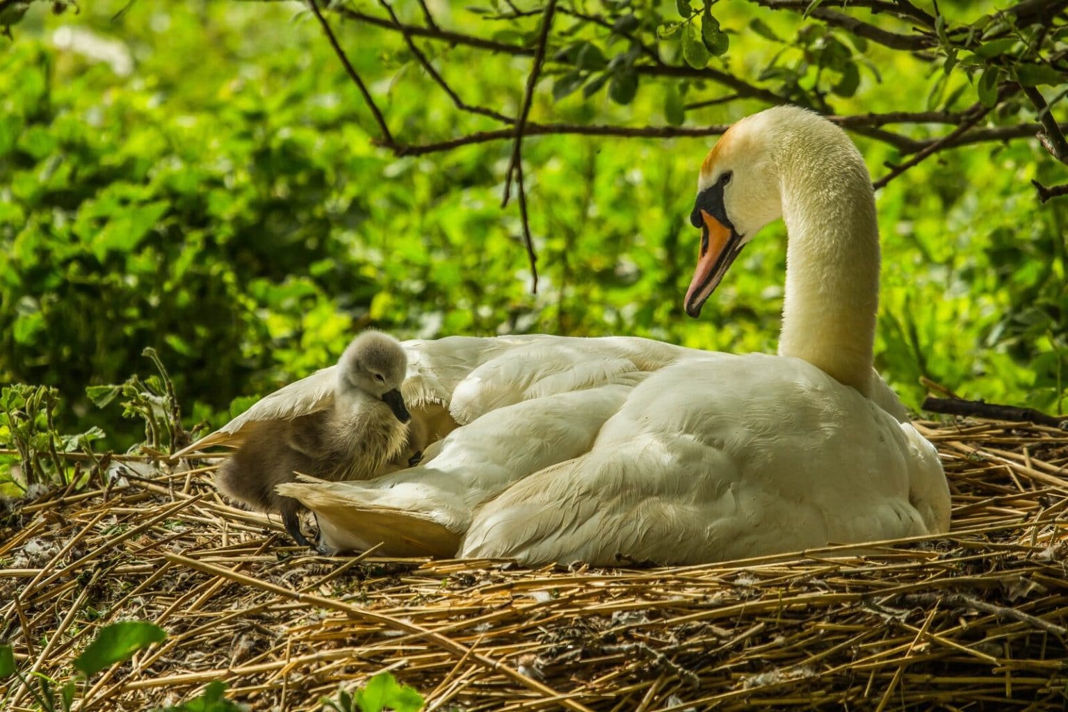 When Do Goose Eggs Hatch? (Incubation and Hatching Timeline) Fauna Facts