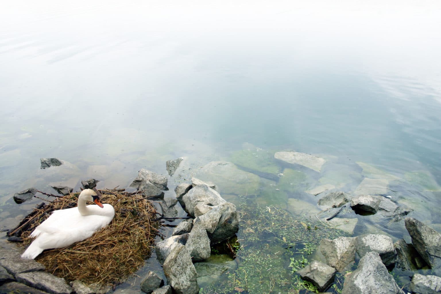 When Do Goose Eggs Hatch? (Incubation and Hatching Timeline) – Fauna Facts