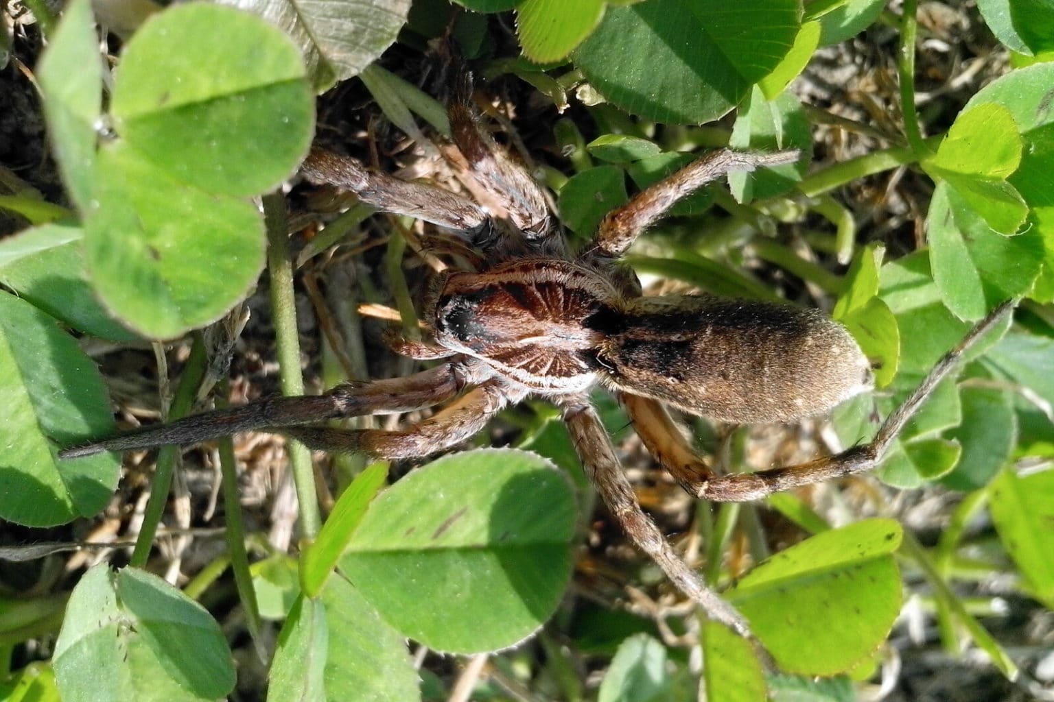 9 Fastest Spiders in the World (A to Z List & Pictures) Fauna Facts