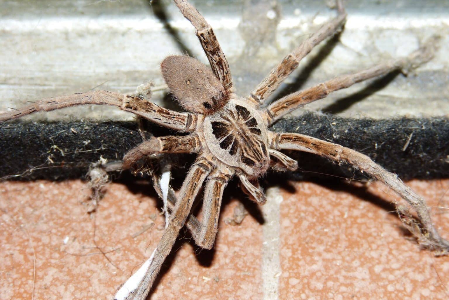 9 Fastest Spiders in the World (A to Z List & Pictures) Fauna Facts
