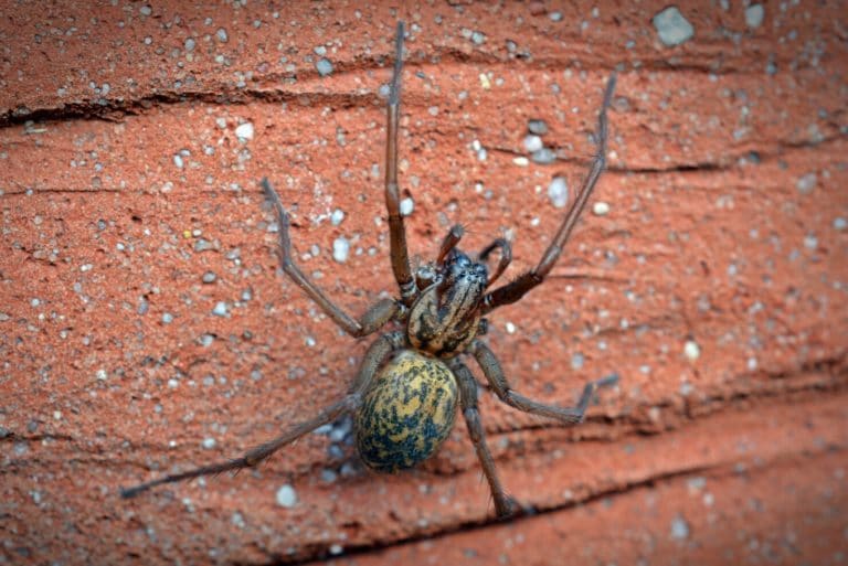 Hobo Spider vs Giant House Spider (What’s the Difference?) Fauna Facts