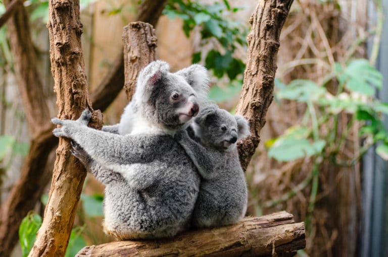 What Eats Koalas? (14 Predators with Pictures) Fauna Facts