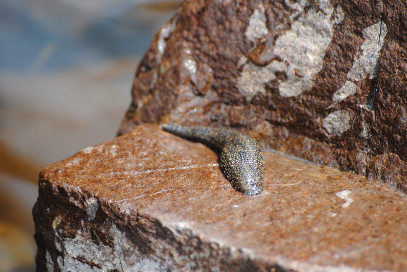 33 Examples of Animals that Live in Ponds (A to Z List) Fauna Facts