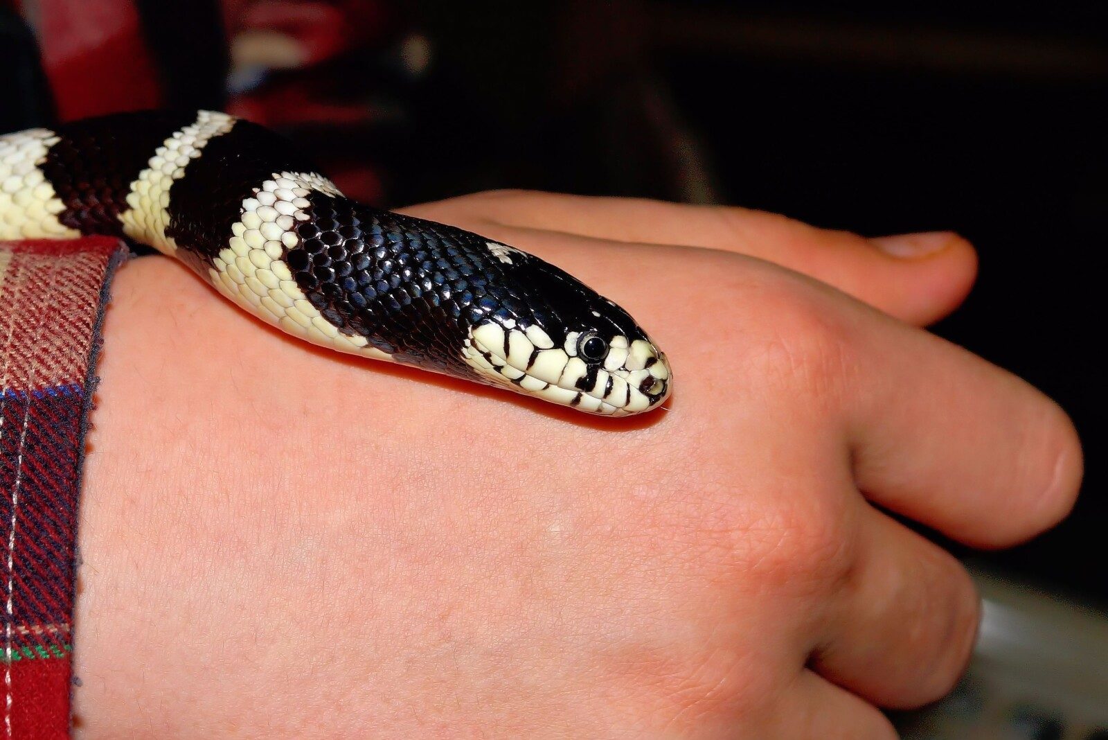 Milk Snake Vs. Copperhead Snake (10 Key Differences) Fauna Facts