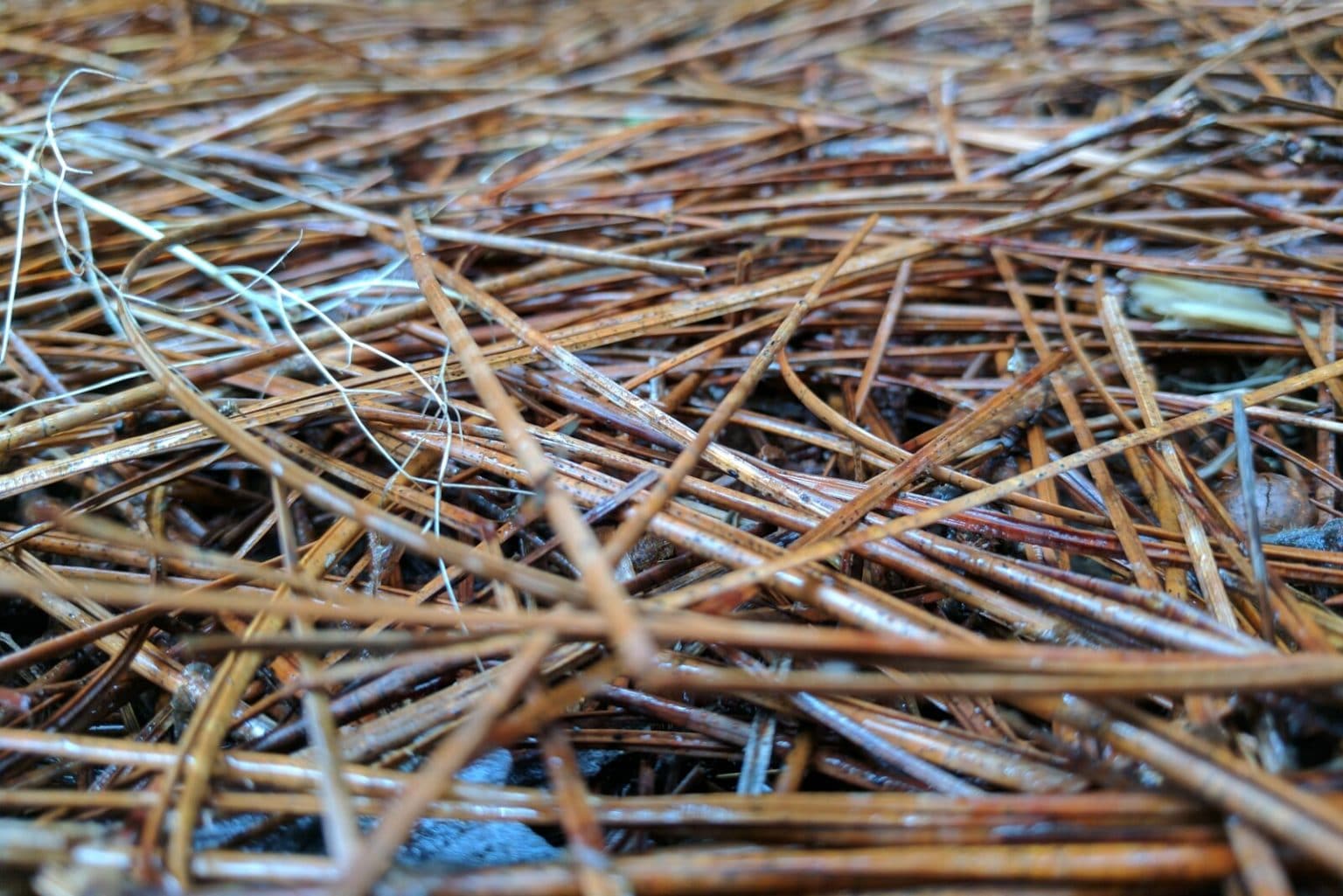 Does Pine Straw Attract Snakes? (And how to Keep them Out) Fauna Facts