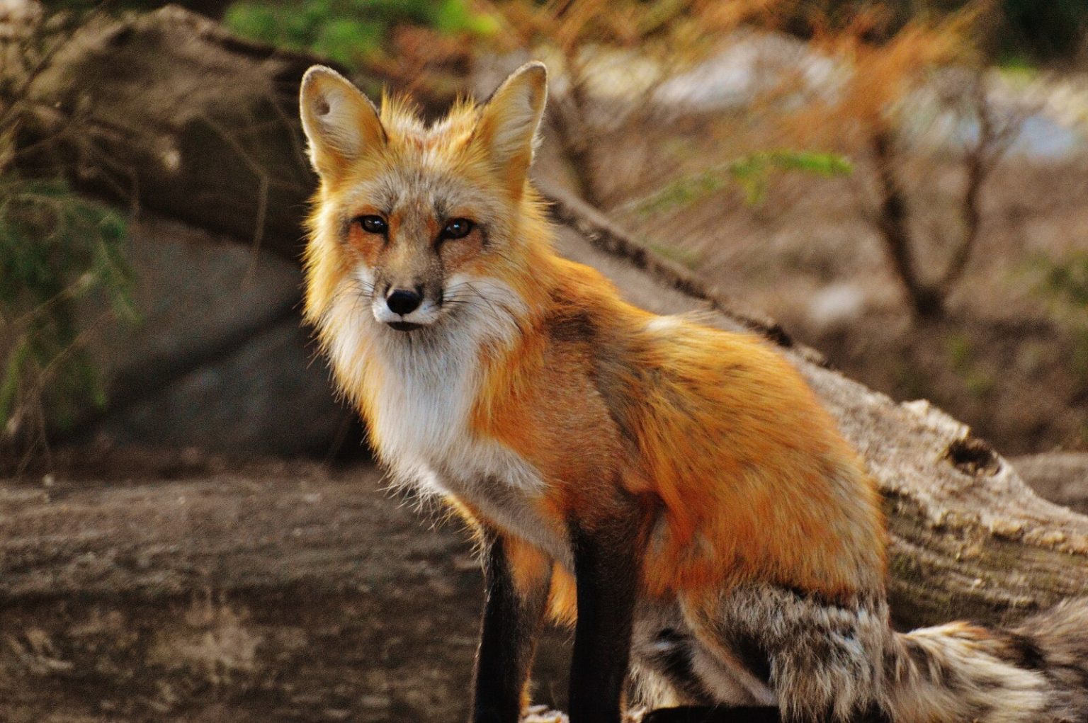 7 Fox Colors (What Colors Can Foxes Be?) With Pictures Fauna Facts