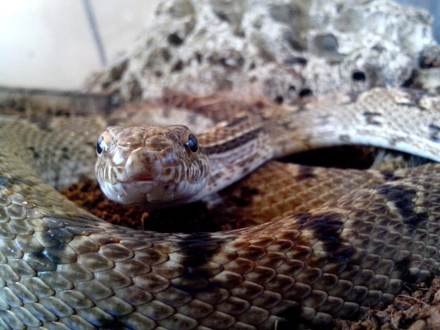 Do Snakes Eat Lizards? (Some, but not this Thorny One!) Fauna Facts