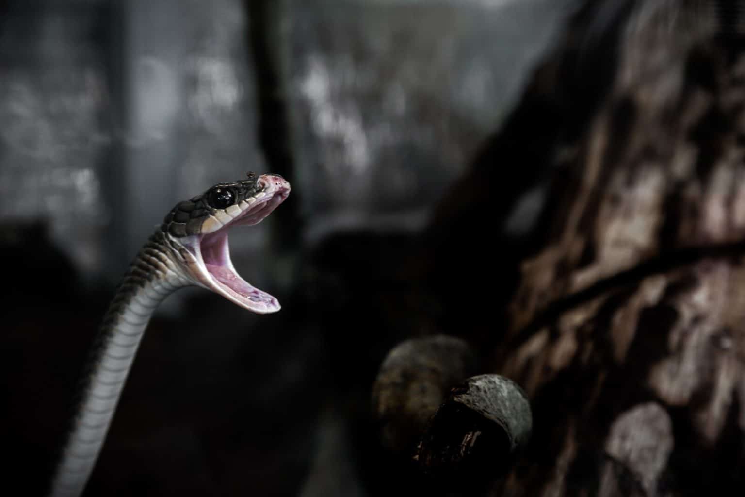 6 Creepy Sounds Snakes can Make (With Audio) Fauna Facts