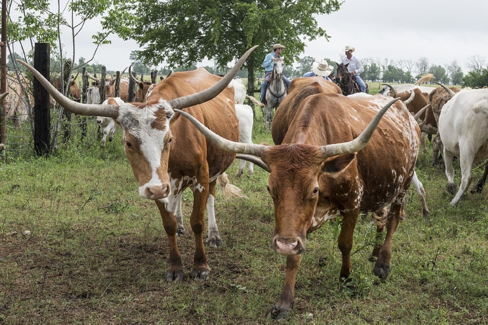 11 Largest Beef-Producing States in the US – Fauna Facts