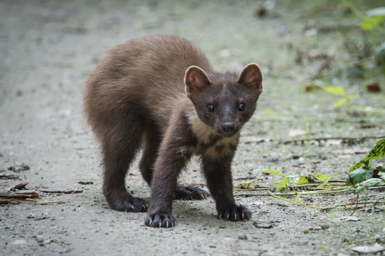 29 Animals Like Weasels (A to Z List with Pictures) Fauna Facts