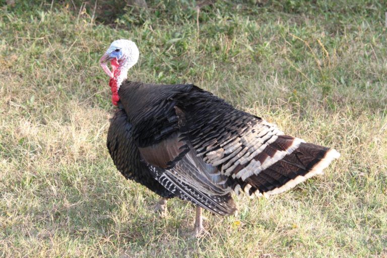 20 Birds that Look Like Turkeys (A to Z List with Pictures) Fauna Facts