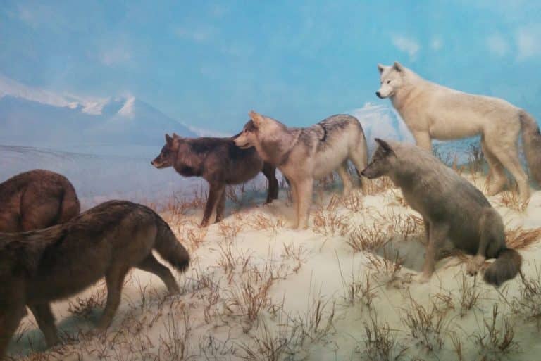 Where Does the Leader of the Wolf Pack Walk? Fauna Facts