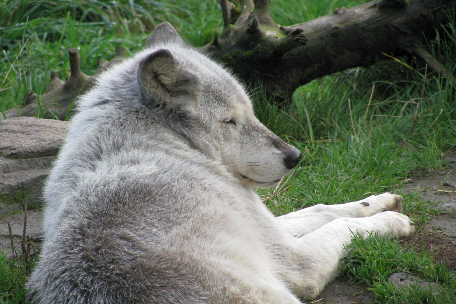 How Do Wolves Sleep? Fauna Facts