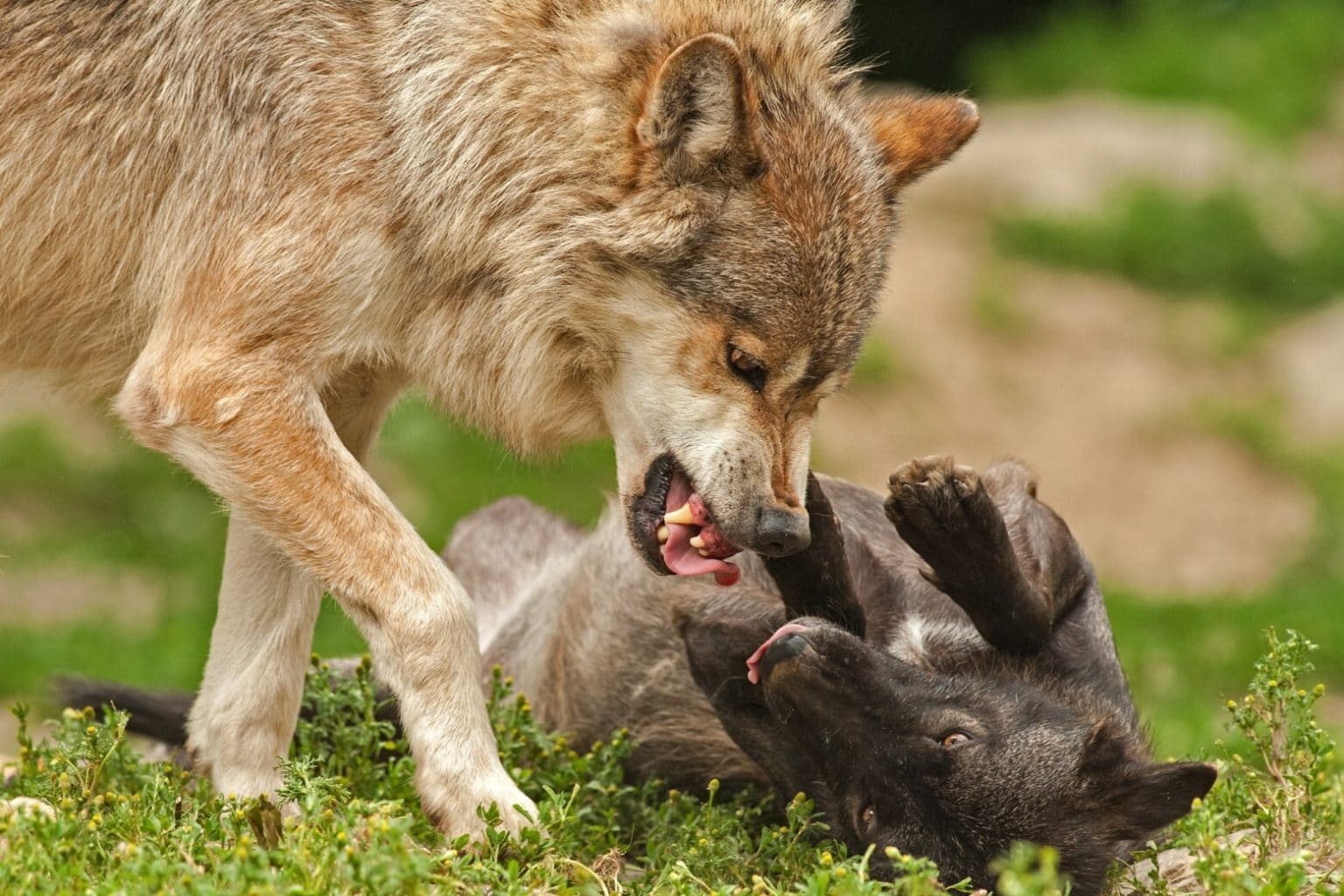 What are Male Wolves Called? – Fauna Facts
