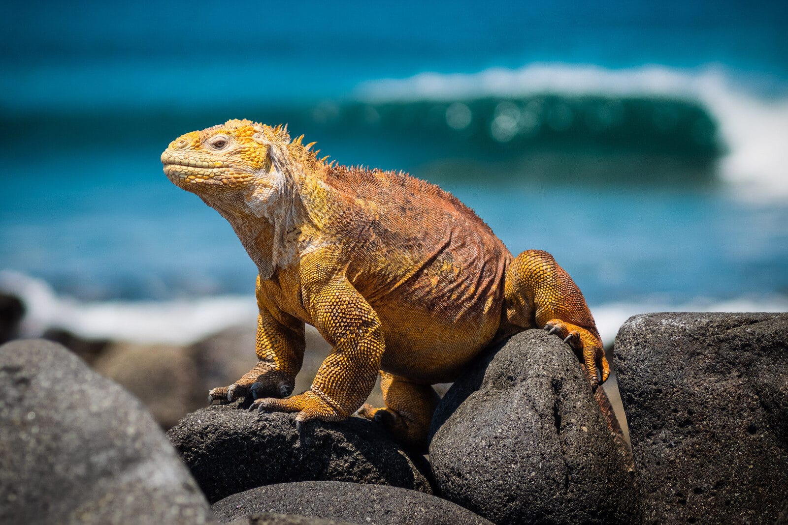 What Eats Iguanas? (31 Animals with Pictures) Fauna Facts
