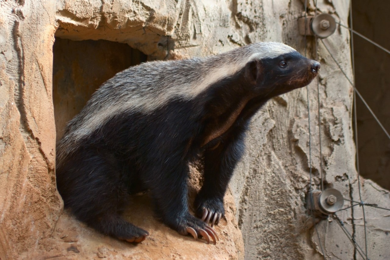 37 Animals with Claws (A to Z List with Pictures) Fauna Facts