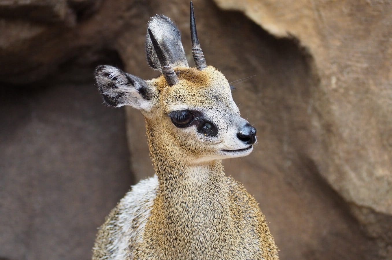 17 Animals that Jump and Hop (A to Z List & Pictures) Fauna Facts