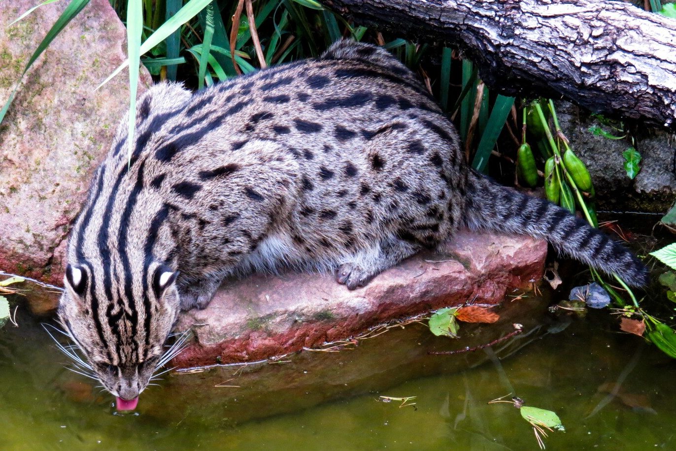 What Eats Monkeys? (18 Predators with Pictures) – Fauna Facts