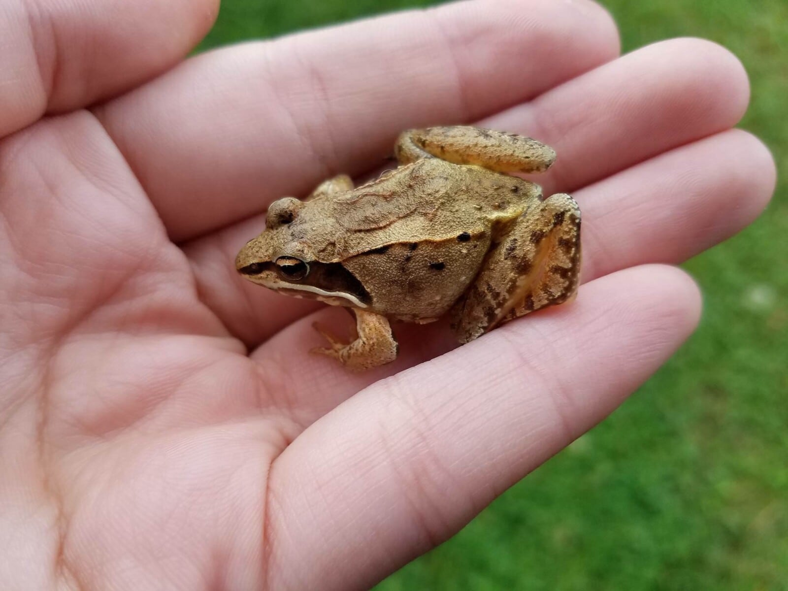 24 Animals that Hibernate (A to Z List & Pictures) Fauna Facts