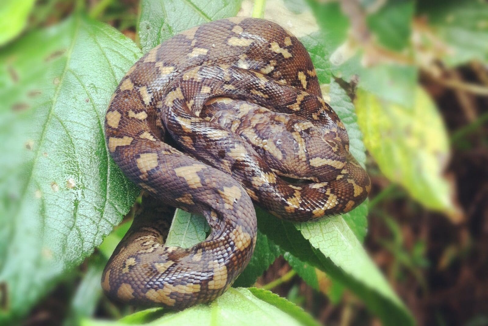 Baby Snakes Guide (All you Need to Know) – Fauna Facts