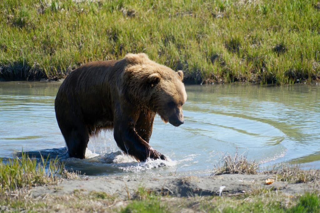 are-there-grizzly-bears-in-california-fauna-facts