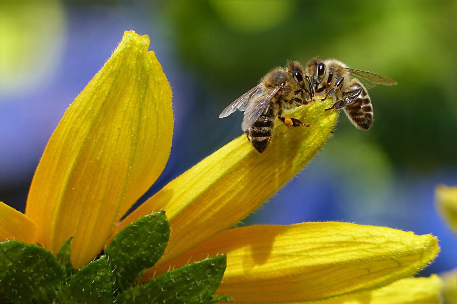 Spiritual Meaning of Bees in your House Fauna Facts