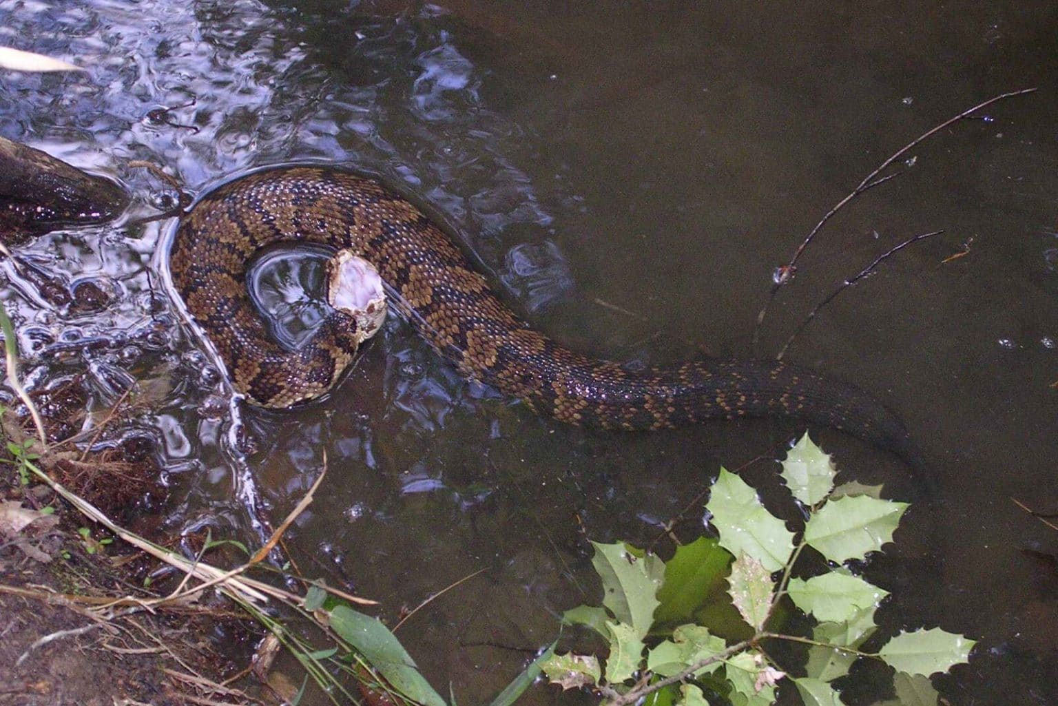 Cottonmouth vs Rat Snake Key Differences Explained Fauna Facts